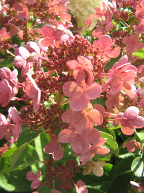 Dharuma verkleurd bloem