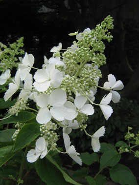 White Lady bloem